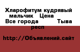 Хларофитум кудрявый мальчик › Цена ­ 30 - Все города  »    . Тыва респ.